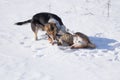 Black hunting dog bites Basenji on the neck