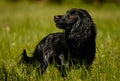 Black hunting dog