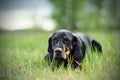 Black hunting dog