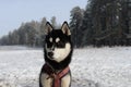 Black husky against the black forest