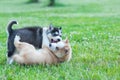 Black husky and brown puppy playing with each other