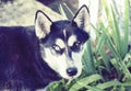 Black husky dog with blue and brown eyes in the garden