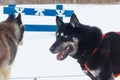 Black Husky Dog with One Blue Eye and the Other Brown Eye, Multicolored Dog Eyes Royalty Free Stock Photo