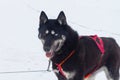 Black Husky Dog with One Blue Eye and the Other Brown Eye, Multicolored Dog Eyes