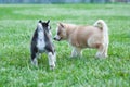 Black husky puppy and brown friend, dogs on the grass