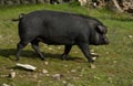 Black Iberian Pig
