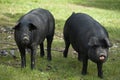 Black Iberian Pig 2