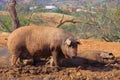Black Iberian pig Royalty Free Stock Photo