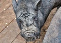 Black Iberian pig closeup Royalty Free Stock Photo