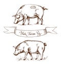 Black Iberian Pig. Vector illustration in Vintage engraving style. Can be used as grunge label or sticker image.