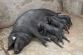 Black Iberian Sow With Suckling Piglets