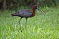 A black ibis walking in a bed of grass Royalty Free Stock Photo