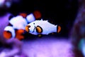 Premium Black Ice Clownfish - Amphiprion ocellaris Royalty Free Stock Photo