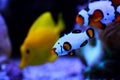 Premium Black Ice Clownfish - Amphiprion ocellaris Royalty Free Stock Photo