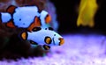 Premium Black Ice Clownfish - Amphiprion ocellaris Royalty Free Stock Photo