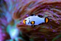 Premium Black Ice Clownfish - Amphiprion ocellaris