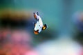 Premium Black Ice Clownfish - Amphiprion ocellaris Royalty Free Stock Photo