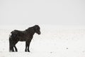 Black Icelandic Horse Solo