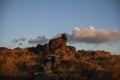 Fluffy Sheep at Sunset Royalty Free Stock Photo