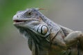 Black Iguana Royalty Free Stock Photo