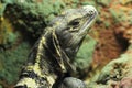 Black iguana Royalty Free Stock Photo