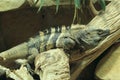 Black iguana Royalty Free Stock Photo