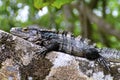 Black Iguana on camouflage, close-up Royalty Free Stock Photo
