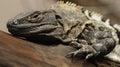 Black Iguana (Ctenosaura similis) Royalty Free Stock Photo