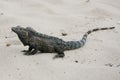 Black Iguana, Ctenosaura similis