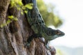 Black iguana descending down a tree Royalty Free Stock Photo