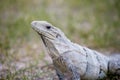 Black iguana found at Chichen Itza Royalty Free Stock Photo
