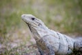 Black iguana found at Chichen Itza