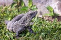Black iguana in the grass Royalty Free Stock Photo