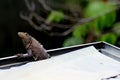 Black Iguana Gutter Cleaning Services - Verified Pros Royalty Free Stock Photo