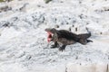 Black iguana with an open maw takes an intimidating position