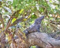 Black Iguana on tree limb