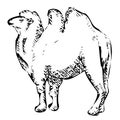 Black image of stylized bactrian camel