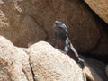 Black Iguana spotted at Joshua National Park, California
