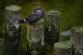 Black Inca Tern with red bill, Peru. Inca Tern, Larosterna inca, bird on the tree branch on Peruvian coast. Bird in the nature sea Royalty Free Stock Photo