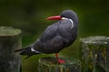 Black Inca Tern with red bill, Peru. Inca Tern, Larosterna inca, bird on the tree branch on Peruvian coast. Bird in the nature sea Royalty Free Stock Photo