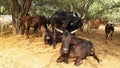 The Black Indian Bull Is Sitting Under The Shade Of The Tree.