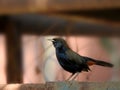 A black Indian chat sitting in a roof top Royalty Free Stock Photo