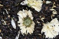 Black Indian floral tea with jasmine and chrysanthemum flowers.