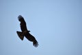 Black Indian Kite - Free bird in sky beautiful wings