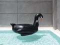 Black inflatable swan bird swim ring pool.