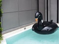 Black inflatable swan bird swim ring pool.