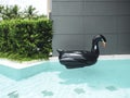 Black inflatable swan bird swim ring pool.