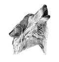 Black Ink Tattoo Hand Drawn Wolf Portrait Royalty Free Stock Photo