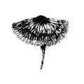 Black ink vector hand drawn sketch gerbera flower Royalty Free Stock Photo