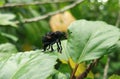 Black Inscet Standing  On The Leaf Royalty Free Stock Photo